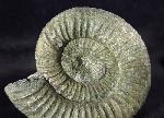 Orthosphinctes polygyratus (REINECKE 1818) - Bild © FossNet FossilienStore